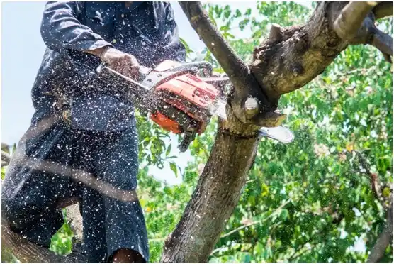 tree services Canyon City